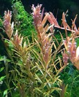 Rotala Indica Live Aquarium Plant