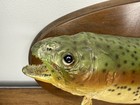 18  Brown Trout Taxidermy Fish With Wall Mount  One Eye