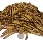 Superworms--freeze Dried For Koi  Large Fish  Turtles  Birds  Reptiles  13oz Bag