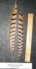 2 Venery Pheasant Tail Feathers 12- 16  Length