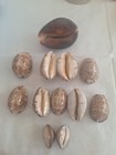 Lot Of 12 Humpback Cowrie Sea Shells  