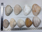  3c  Atlantic City Surf Clam Shells Beach Craft - Lot Of 10