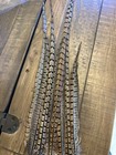 Wild Genuine Pheasant Tail Feathers  5 Pieces  16 20 Inches Extra Long