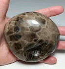 Michigan Petoskey Stone Hand Polished Display Paperweight Fossil
