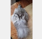 Real Fox Head Face Pelt Tanned Fox Skin Fox Tail Fur Hide   bag With Head   Tail   