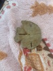 1000 Thousand Years Old 200 Bucks