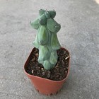 Boobie Cactus Live Plant -rare Succulent Cactus For Home And Garden Decoration