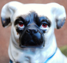 Antique Staffordshire Porcelain Pug Dog Figurine Gold Bow Tie Victorian Large