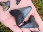 5 Piece Megalodon Tiger Hemipristis Mako Florida Shark Tooth  Fossil Set             