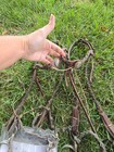 Parelli Cradle Bridles  Headstalls Medium And Large   C2 And C3 Bits 