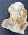 4 5   x3 25    Clutch Of Texas Fossil Echinoid Holaster Sp Cretaceous Sea Urchins 