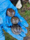 Crab Concretion Nodules  size Varies 