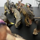 Lot Of Safari Ltd Dinosaur Series