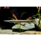 Alligator Gar 3-4 Inch Live Fish