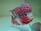 High-quality Male Super Red Dragon Flowerhorn With Vibrant Color And Strong Head