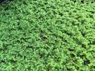 Live Aquarium Azolla Filiculoides Floating Aquatic Plants Fish Tank