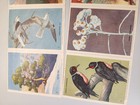 1952 National Wildlife Conservation Stamp Sheets  36 Animal Stamps