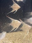 Angelfish Albino Dantum - Live Aquarium Fish - Dime nickel Size - Fast Shipping
