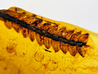 A101 Bu8148 Beautiful Botanical Sprig In Authentic Burmese Amber Burmite 99mya