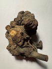 559- Tamarind  Tamarind Tree  Tamarind Burl Wood