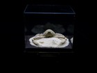 G4 Crab Taxidermy Myra Biconica In Glass Box Dome