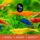Seam Oasis - 20  Mix Color Neocaridina Shrimps Live Guarantee  free Shipping