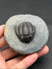 Natural Trilobite Fossil-proetida-insect Body 3cm Nk102211