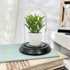 Plymor 3  X 5  Glass Display Dome Cloche  black Wood Veneer Base 