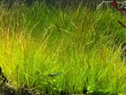 Dwarf Hair Grass - Eleocharis - Live Plant - Aquatic Plant Aquascape Freshwater