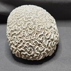 Natural Dry Fossilized Brain Coral Specimen 3       X 3    X 2       Light Gray 9 Oz