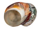 Random Polished Turbo Sarmaticus Shell  Extra Large  672-p-xl  9ub4