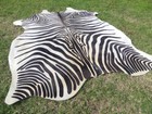 Large    Zebra Print Printed Cowhide Rug Natural Cow Hide Skin Beige White Z
