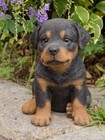 Rottweiler Dog Puppy Pet Pals - Life Like Figurine Statue Home Garden