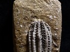 Fresh Looking Crinoid Fossil  Crawfordsville  In