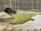 Daum - Vntg- Large Green Amethyst Purple Crystal Lettuce Leaf  pate De Verre 
