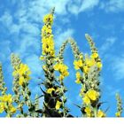 Great Mullein  200  Seeds   verbascum Thapsus  Heirloom organic  Free Shipping 