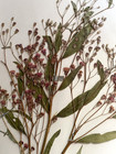Antique Herbarium Botanical Specimen  1950s New York Ironweed Two  17  X 11 