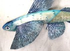 Flying Fish  W  Capiz Finish Metal Hand Crafted Wall Art
