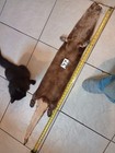 Tanned Otter Pelt With Feet Winter Fur  Good Leather New Shippment