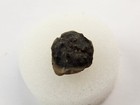 Crab Shell Fossil - Necrocarcinus Sp      - Pierre Shale    