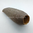 Cariniana Savu Trumpet Pod Natural Floral Decoration Crafts Botanicals Potpourri