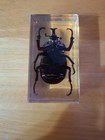 Rhinocerous Beetle Acrylic Cased Paper Weight
