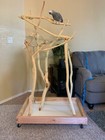 Small Parrot Perch - Kingzotic - Bird Stand - Wooden Bird Perch - Parrot Tree