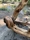 Large Manzanita Wood  Driftwood  Reptile Tank Decor   Aquascape Or Terrarium