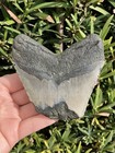 Natural Beautiful 3 87    Megalodon Tooth Fossil Shark Teeth