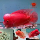 Premium Flowerhorn - Pack Of 6 Fry Super Red Monkey 1 Inches-buy 3 Get 1 Free