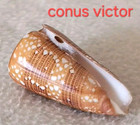 Ultra  Conus Nobilis Victor  15 59 4mm Gigantic Near-gem Beauty From Indonesia