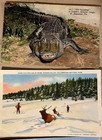 Lot Of 10 Vintage Animal Postcards Mostly Linen Alligator  Rodeo  Bears  Buffalo
