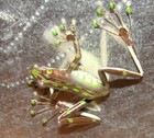 Frog s Frog s Frog s Magnet Set  5-pieces  Colorful  Flexable
