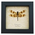 Halloween Pennant Dragonfly Real Framed Insect Celithemis Eponina Display